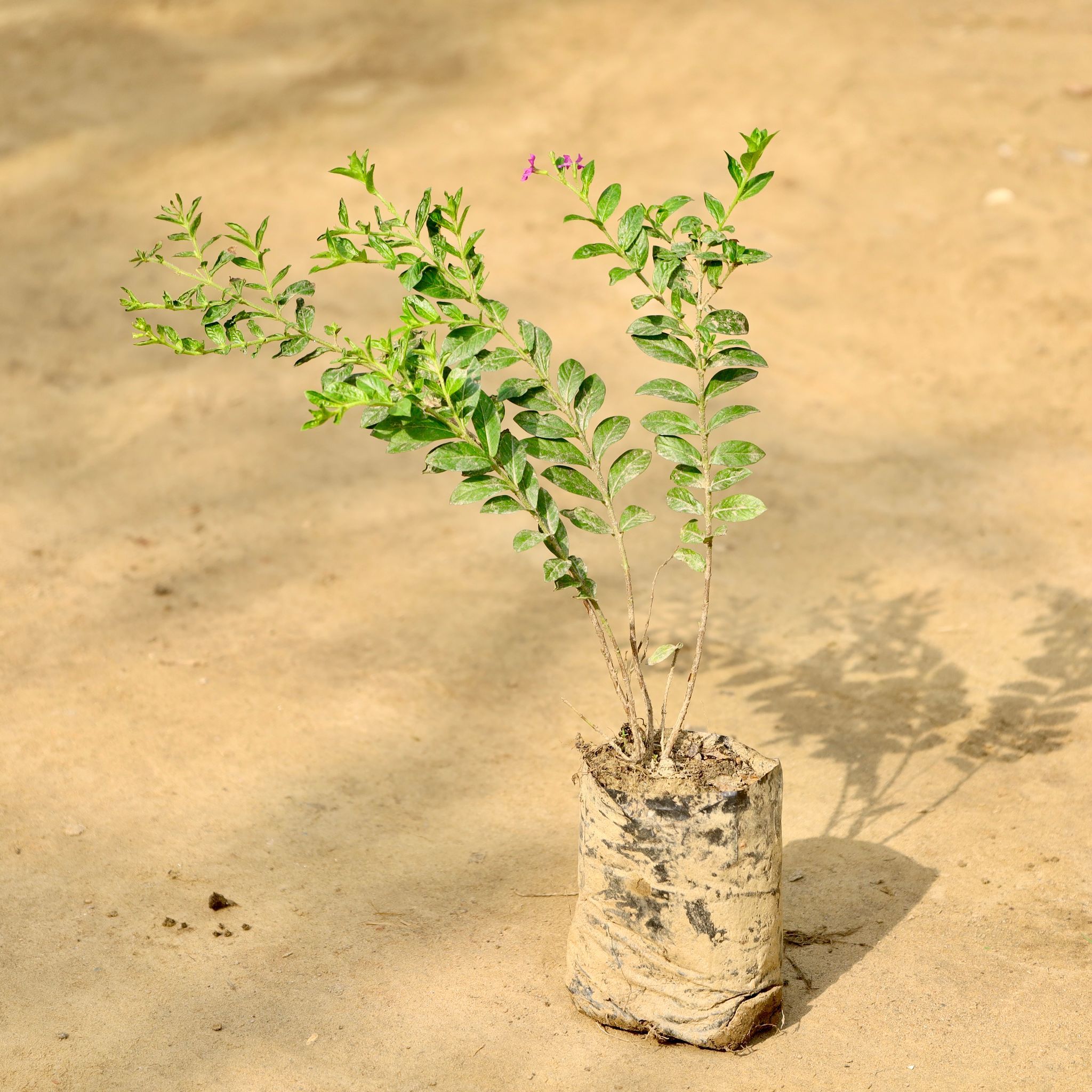 Cuphea / False Heather (Any Colour)  in 4 Inch Nursery bag