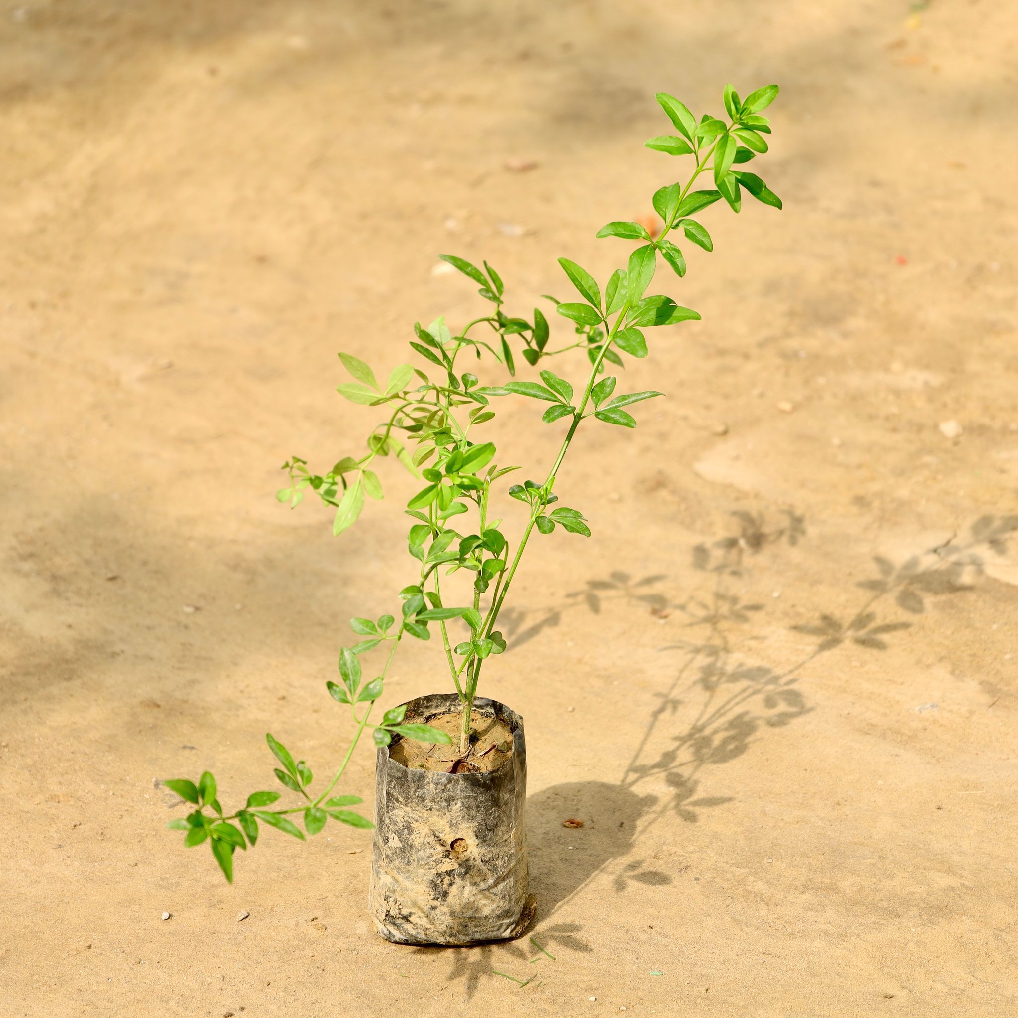 Chameli  in 4 Inch Nursery bag