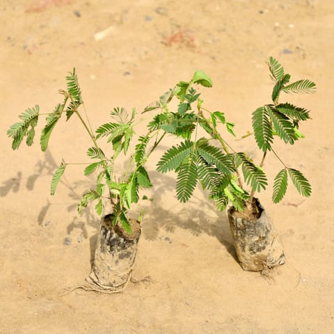 Set of 2 - Touch Me Not in 4 Inch Nursery bag