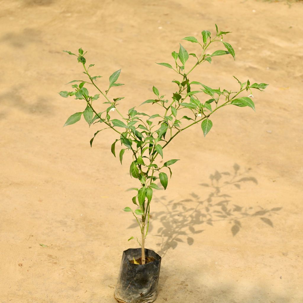 Green Chilli Plant in 4 Inch Nursery bag