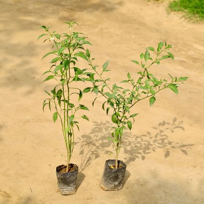 Buy Set of 2 - Green Chilli Plant in 4 Inch Nursery bag Online | Urvann.com