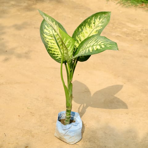 Dieffenbachia&nbsp; in 7 Inch Nursery Bag