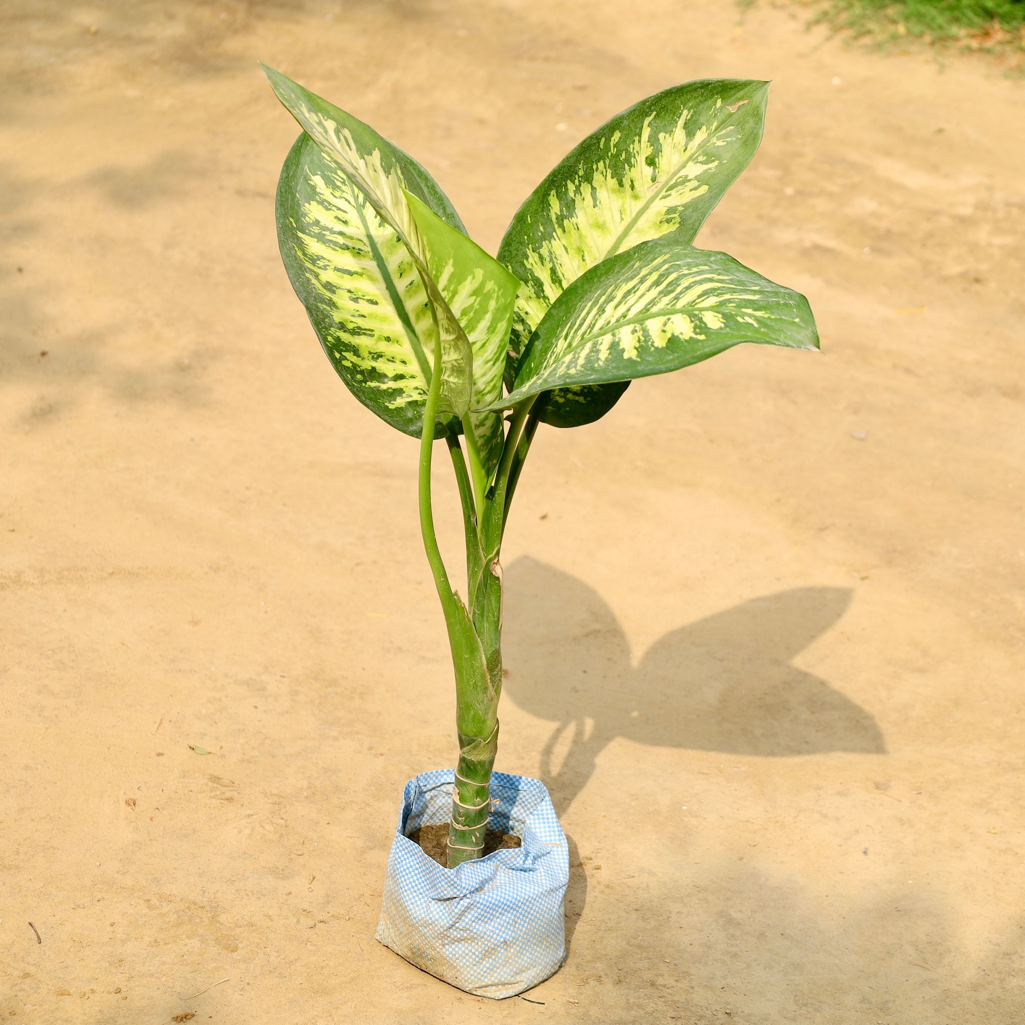 Dieffenbachia&nbsp; in 7 Inch Nursery Bag