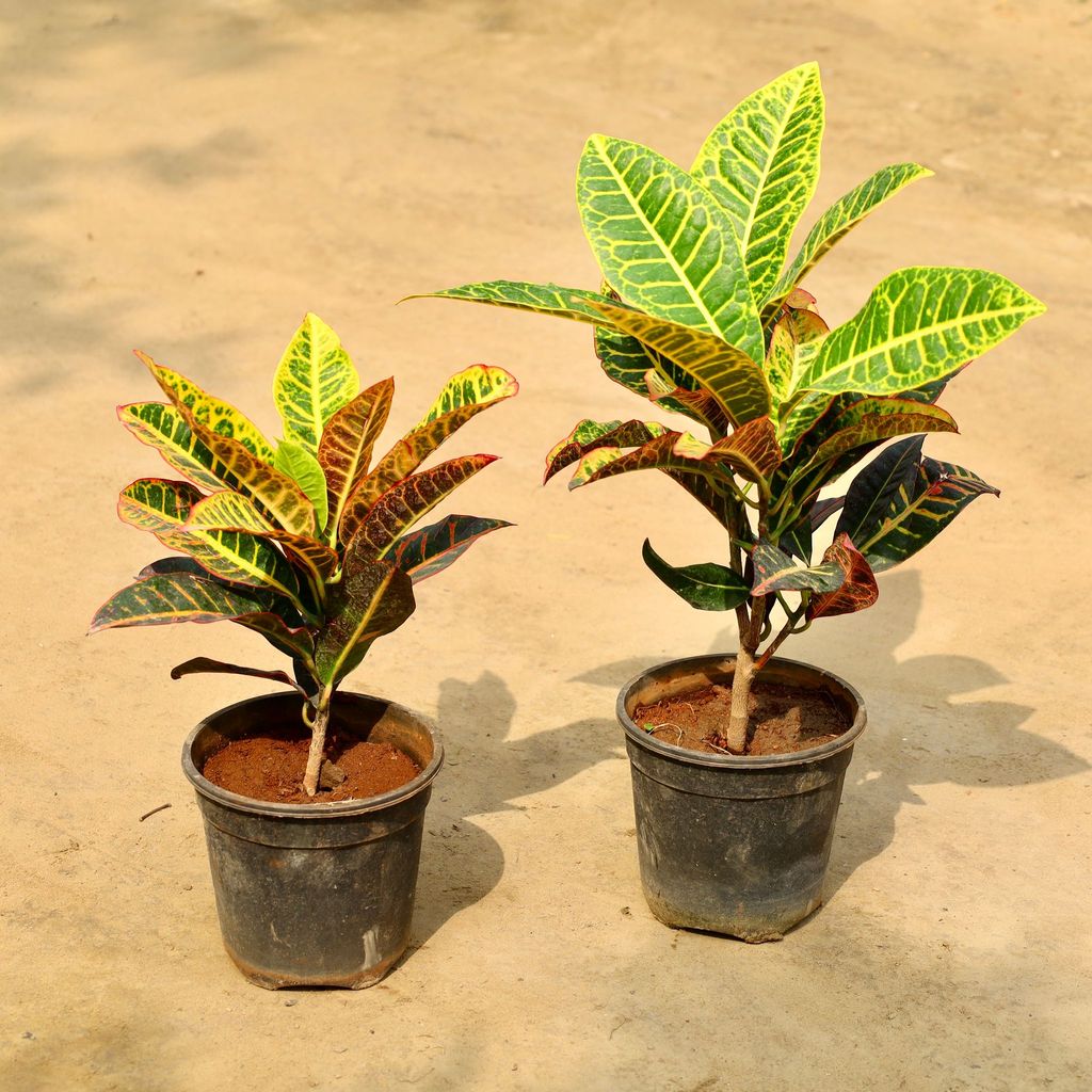 Buy Croton Petra in 6 Inch Nursery Pot Online | Urvann.com Croton Petra in 6 Inch Nursery Pot