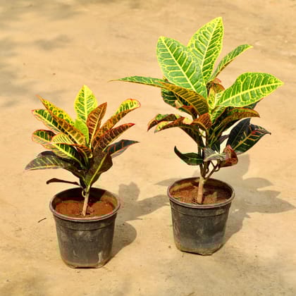 Buy Croton Petra in 6 Inch Nursery Pot Online | Urvann.com