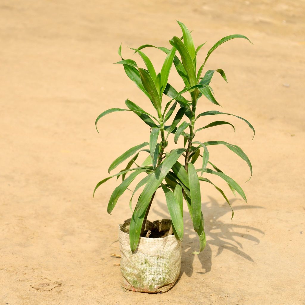 Dracaena Messenger in 4 Inch Nursery Bag