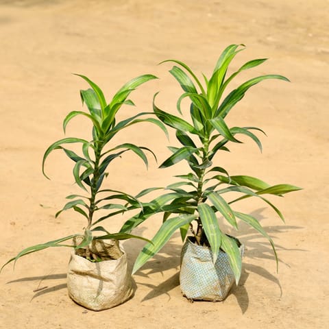 Set of 2 - Dracaena Messenger in 4 Inch Nursery Bag