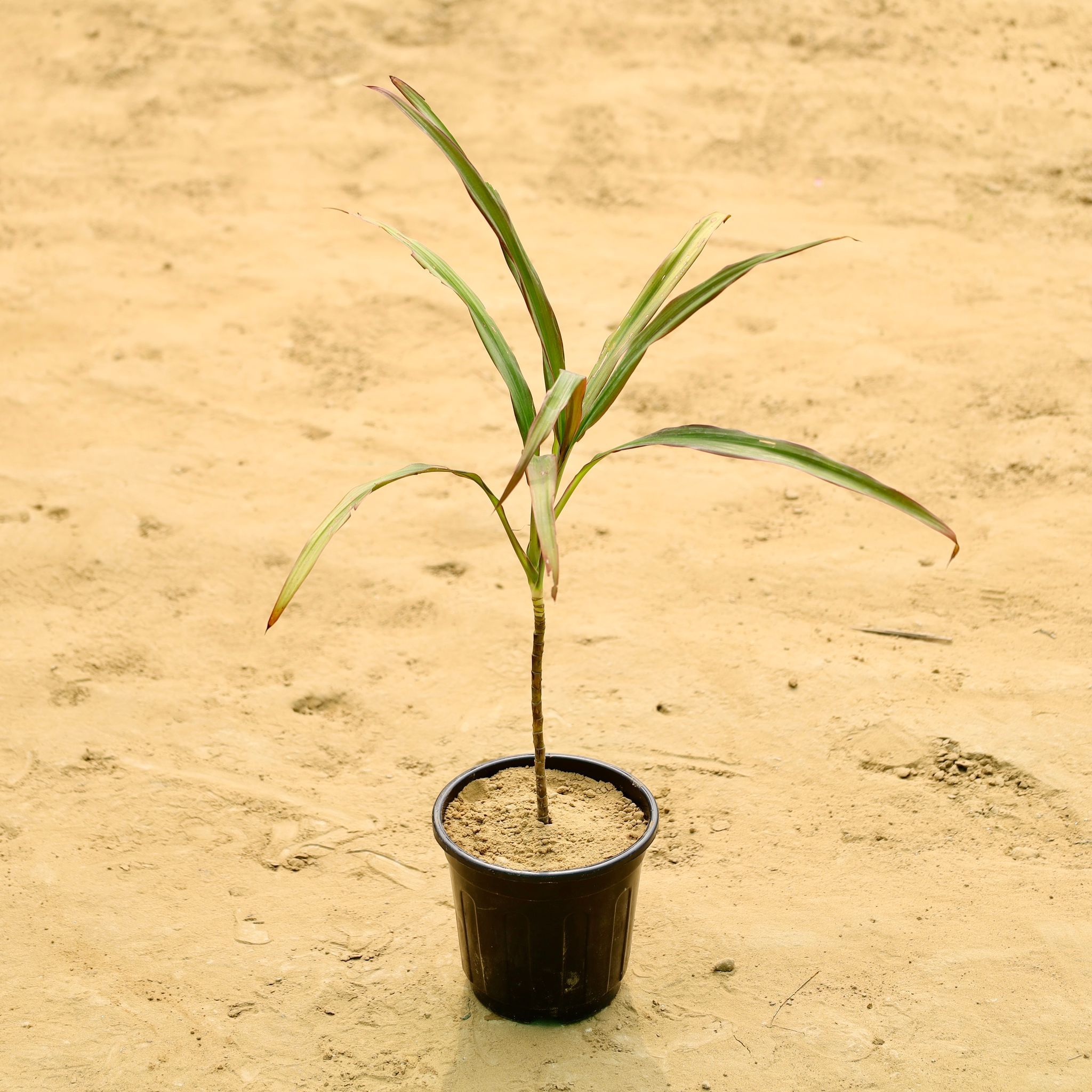 Dracaena Green in 6 Inch Nursery Pot