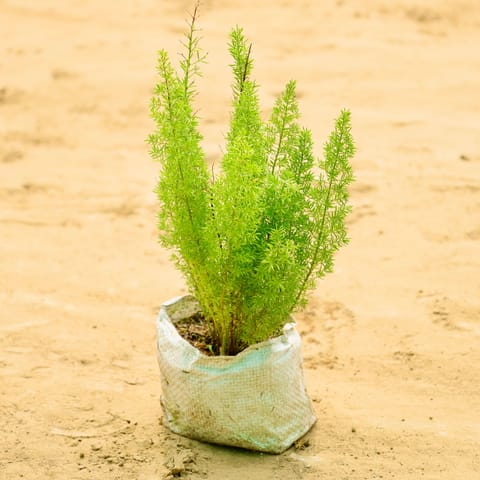 Asparagus Mary  in 4 Inch Nursery Bag
