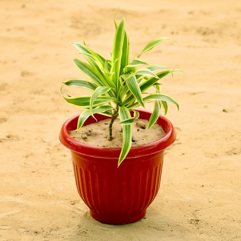 Song of India  in 8 Inch Terracotta Red Olive Plastic Pot