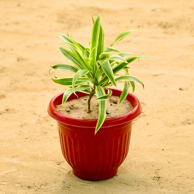 Song of India  in 8 Inch Terracotta Red Olive Plastic Pot