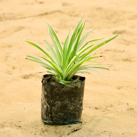 Air purifying Spider Plant in 4 Inch Nursery Bag
