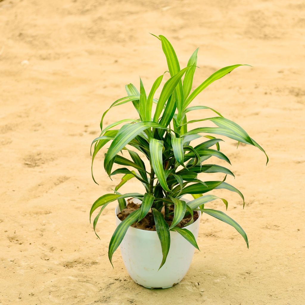 Dracaena Messenger in 6 Inch White Premium Orchid Round Plastic Pot