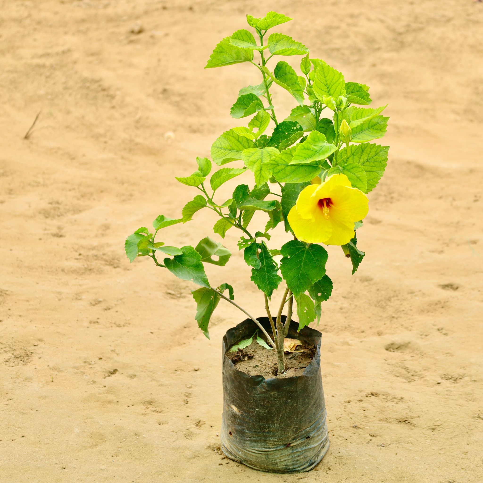 Hibiscus / Gudhal (any colour) in 6 Inch Nursery Bag