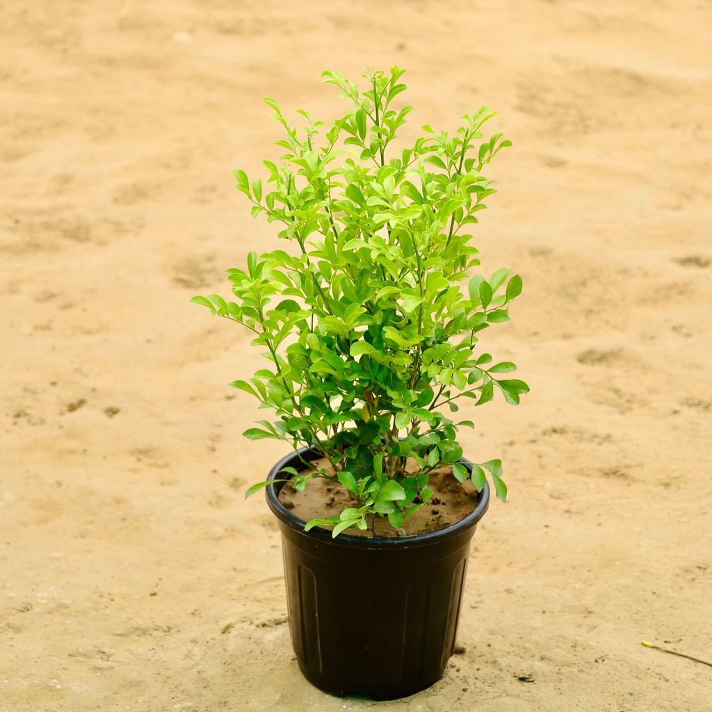Madhu Kamini / Murraya (any colour) in 6 Inch Nursery Pot