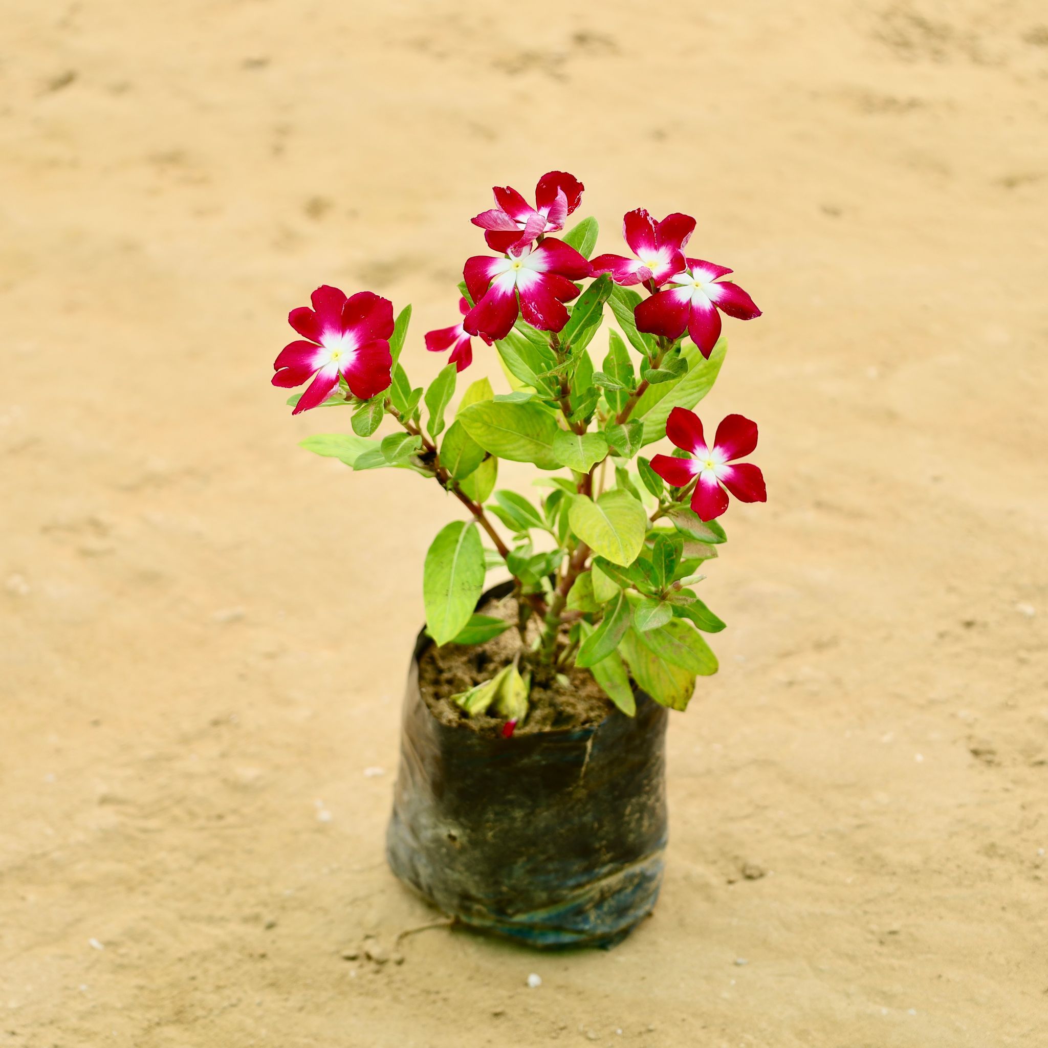 Periwinkle / Vinca / Sadabahar (Any Colour) in 4 Inch Nursery bag