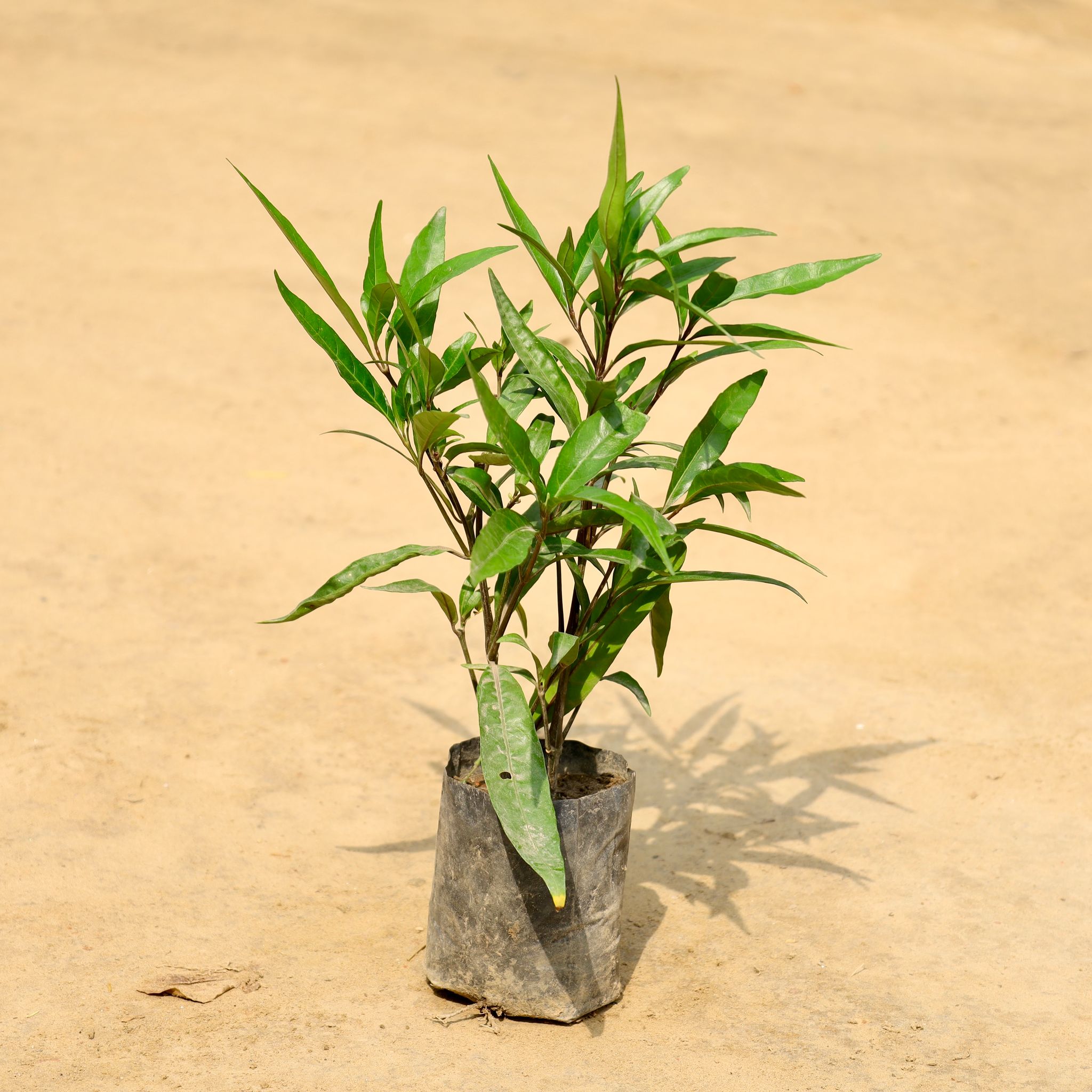 Sukh Shanti in 4 Inch Nursery bag