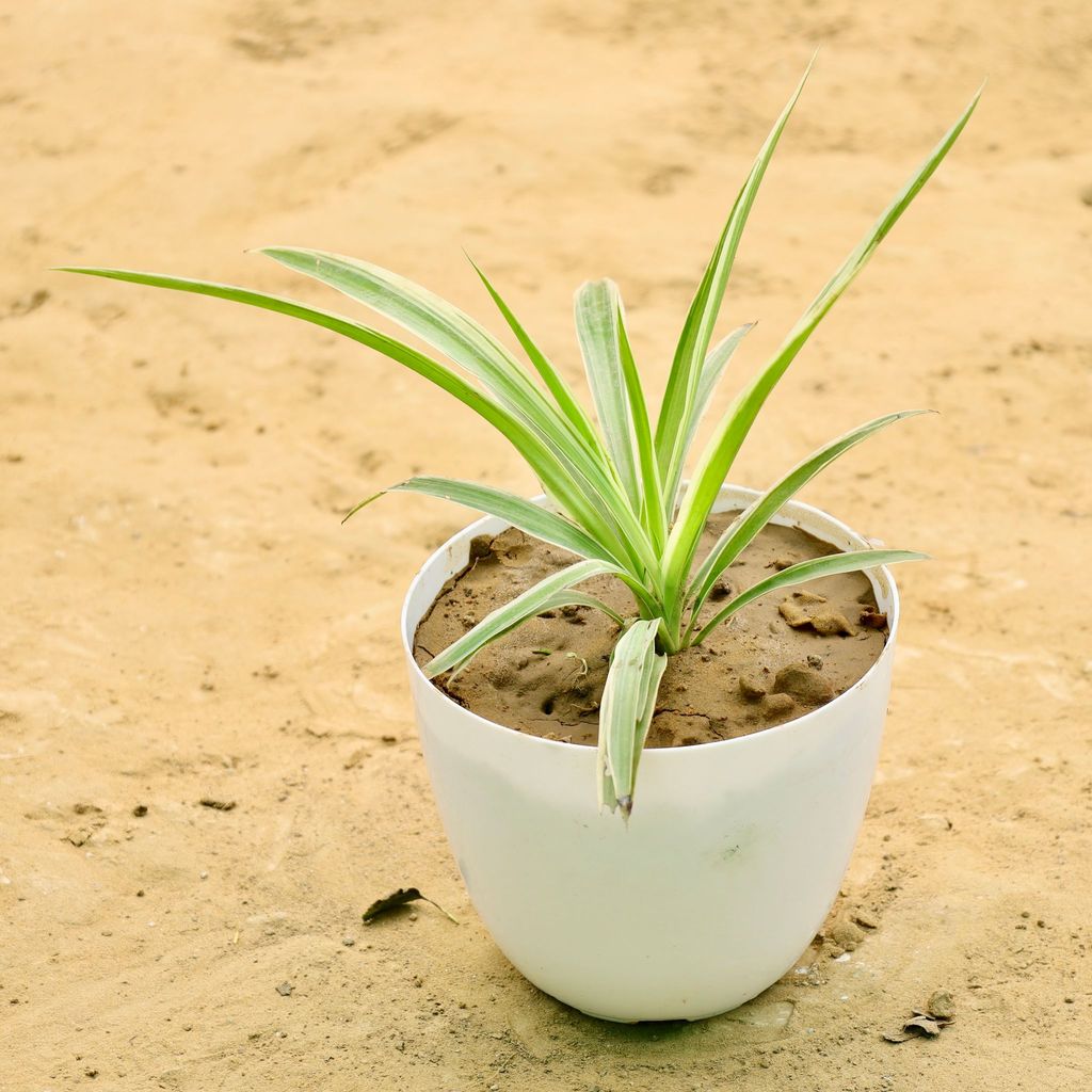 Spider Plant (Any Color) in 6 Inch White Premium Orchid Round Plastic Pot
