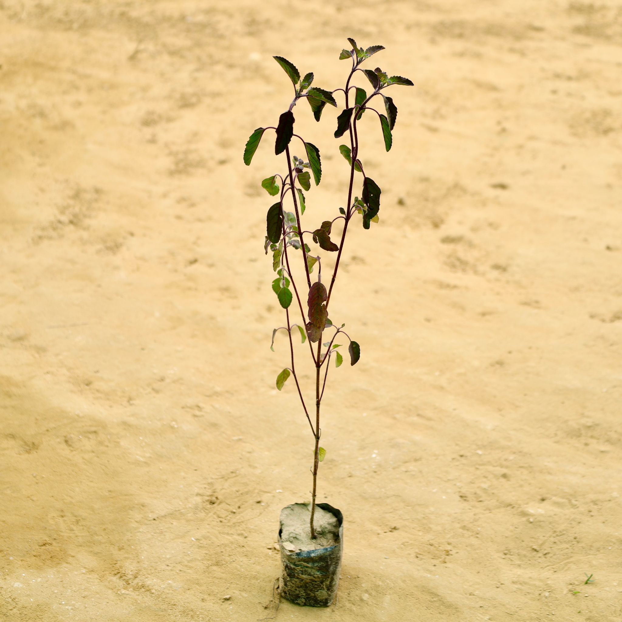 Shyama Tulsi in 4 Inch Nursery bag