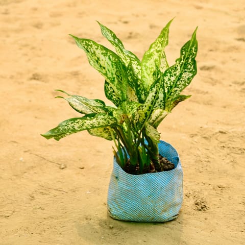 Aglaonema Snow White in 7 Inch Nursery bag