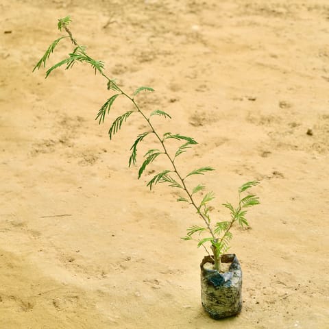 Shami Plant in 4 Inch Nursery bag