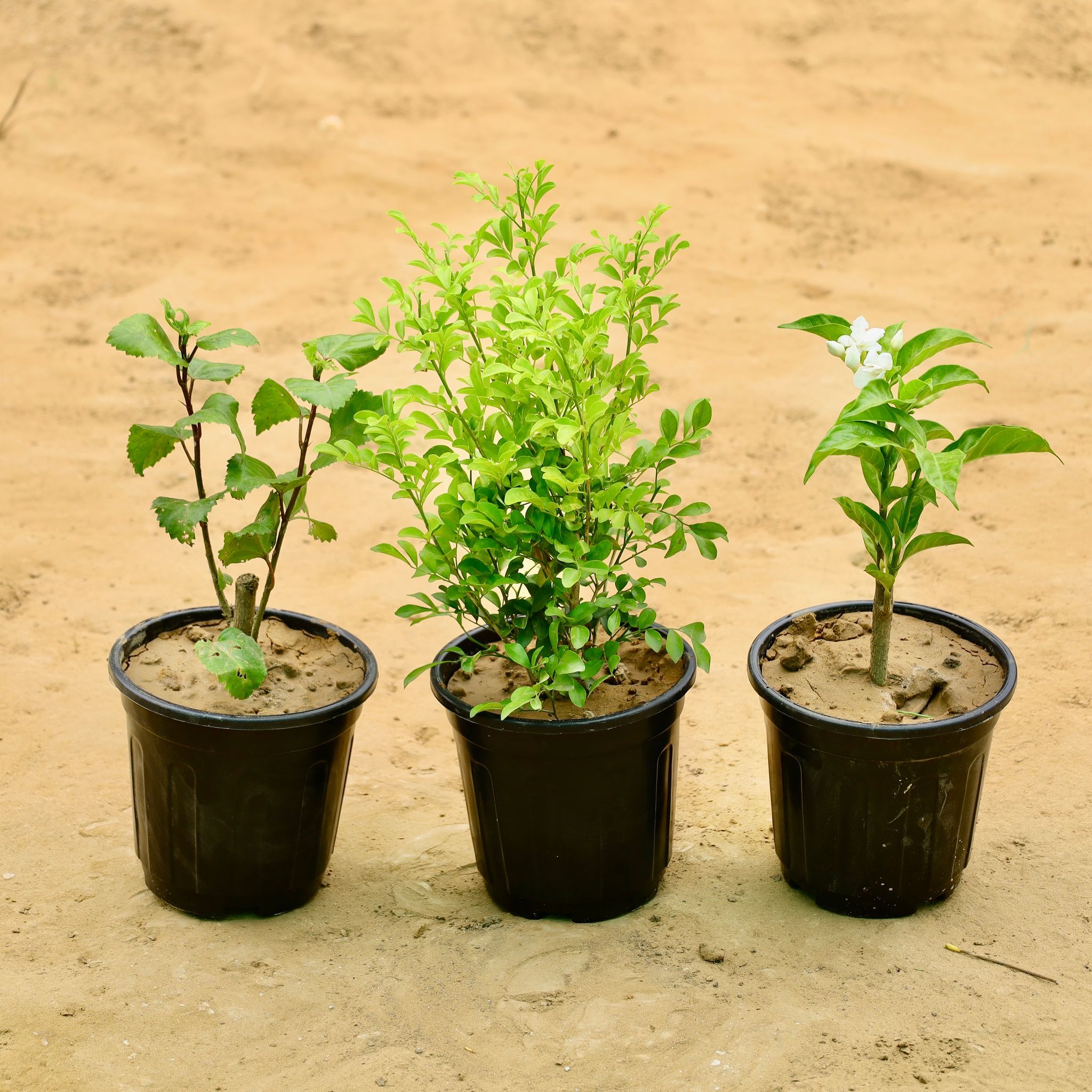 Set of 3 - Madhu kamni, Hibiscus, Double Chandani in 6 Inch Nursery Pot