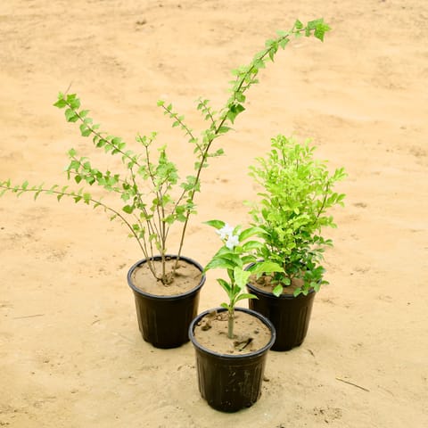 Set of 3 - Madhu kamni, Double Chandani , Kund Bel in 6 Inch Nursery Pot