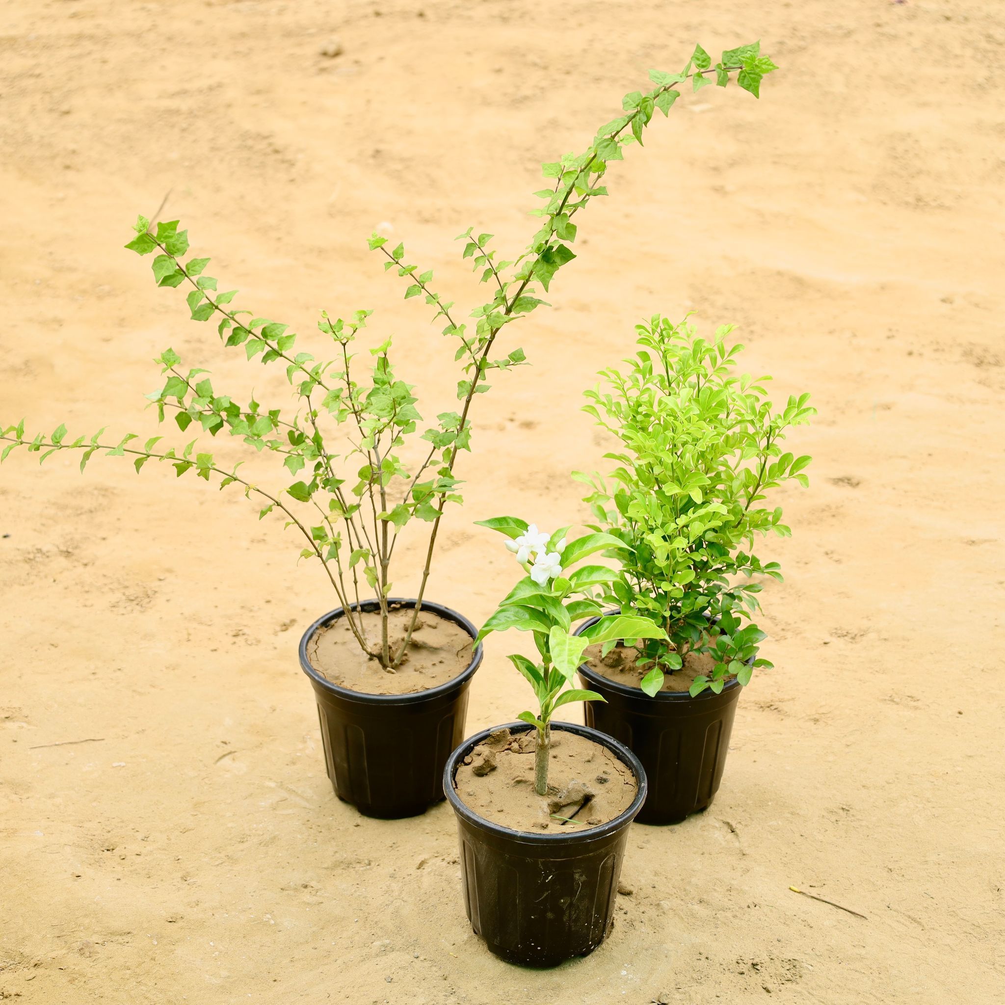 Set of 3 - Madhu kamni, Double Chandani , Kund Bel in 6 Inch Nursery Pot