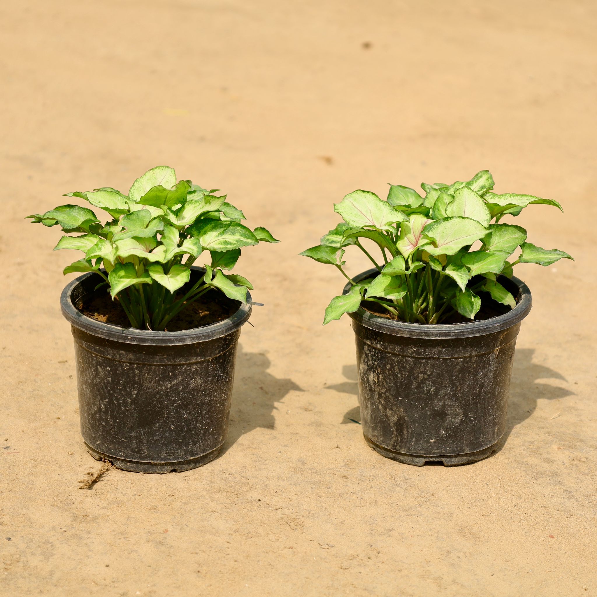 Set of 2 - Syngonium Draf in 4 Inch Nursery Pot