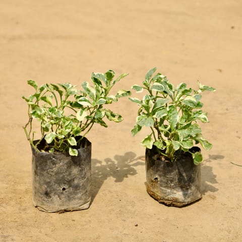 Set of 2 - Alternanthera in 4 Inch Nursery bag