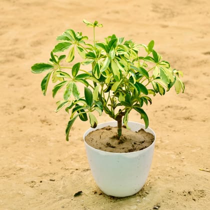 Buy Schefflera Varigated in 6 Inch White Premium Orchid Round Plastic Pot Online | Urvann.com