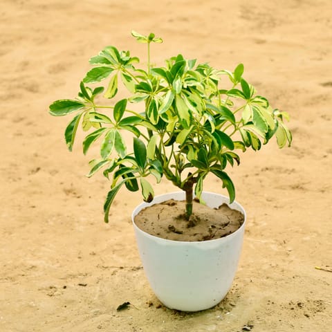 Schefflera Varigated in 6 Inch White Premium Orchid Round Plastic Pot