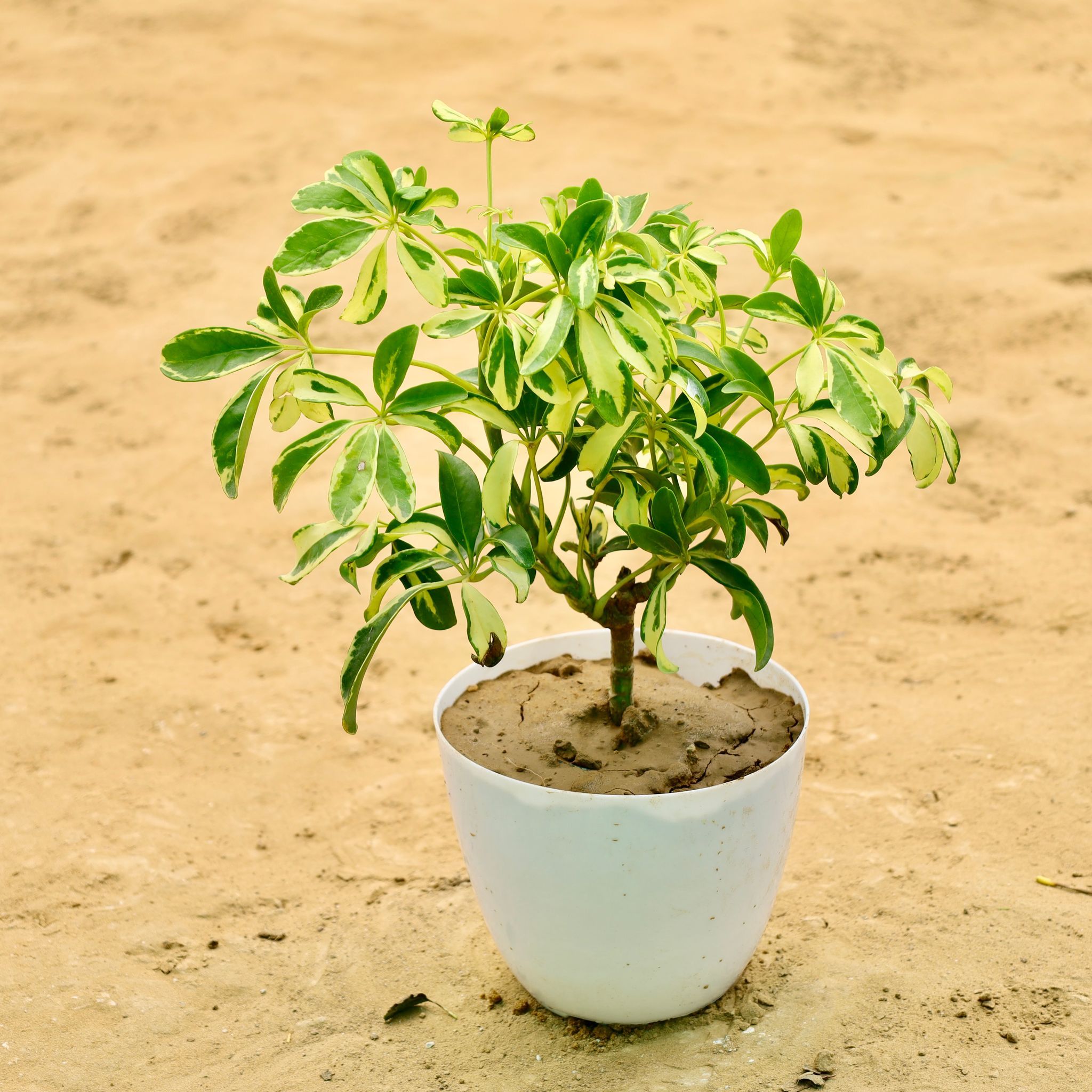 Schefflera Varigated in 6 Inch White Premium Orchid Round Plastic Pot