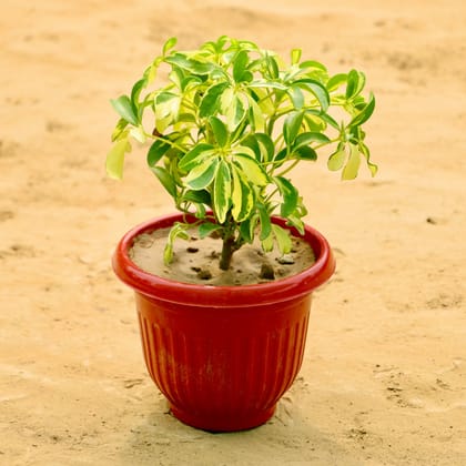 Buy Schefflera Variegated in 8 Inch Terracotta Red Olive Plastic Pot Online | Urvann.com