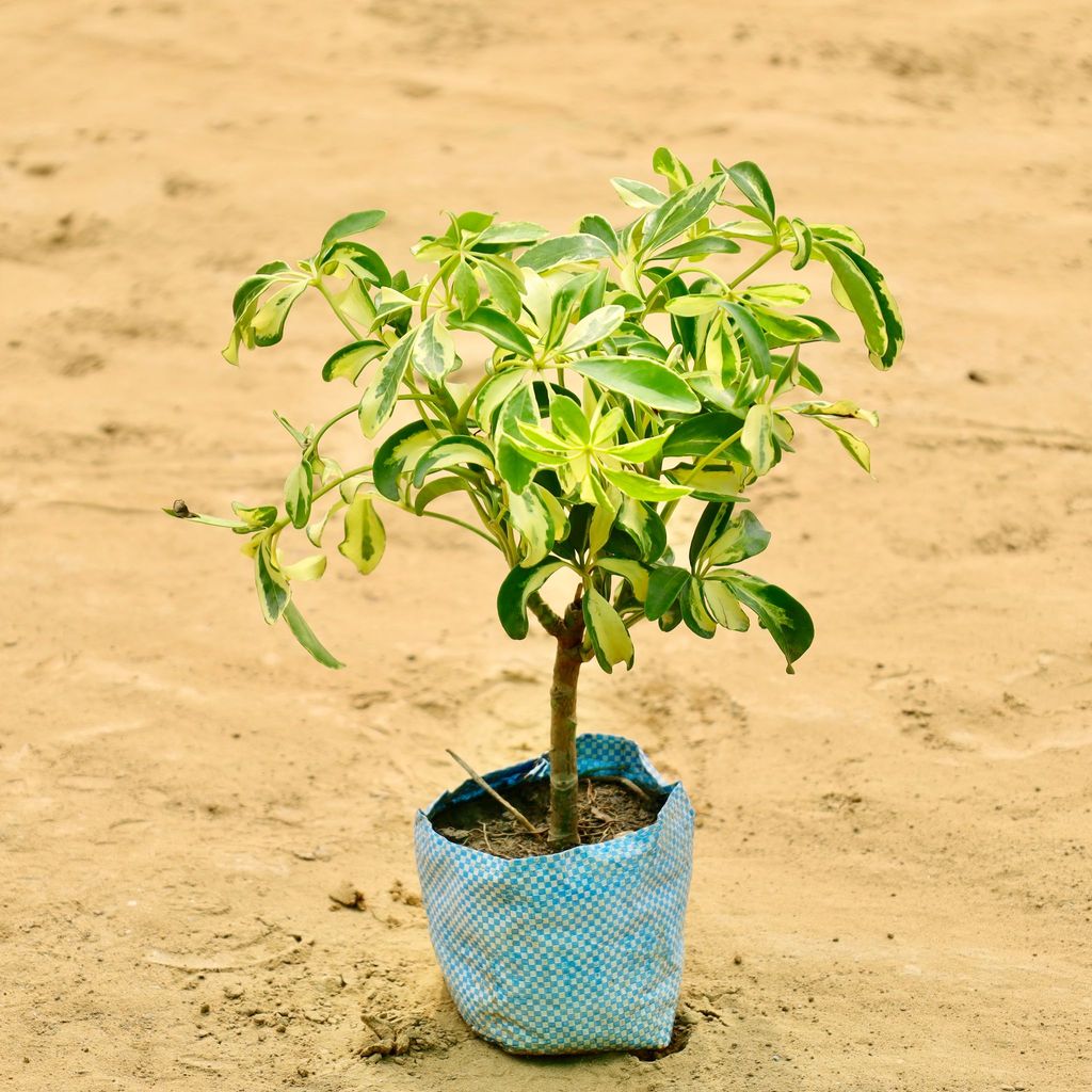 Buy Schefelera Verigated in 4 Inch Nursery bag Online | Urvann.com Schefelera Verigated in 4 Inch Nursery bag