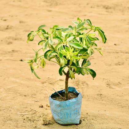 Buy Schefelera Verigated in 4 Inch Nursery bag Online | Urvann.com