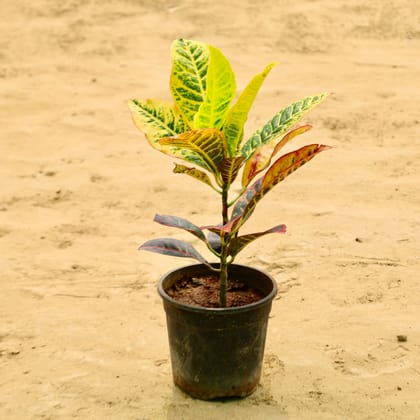 Buy Croton Petra in 6 Inch Nursery Pot Online | Urvann.com