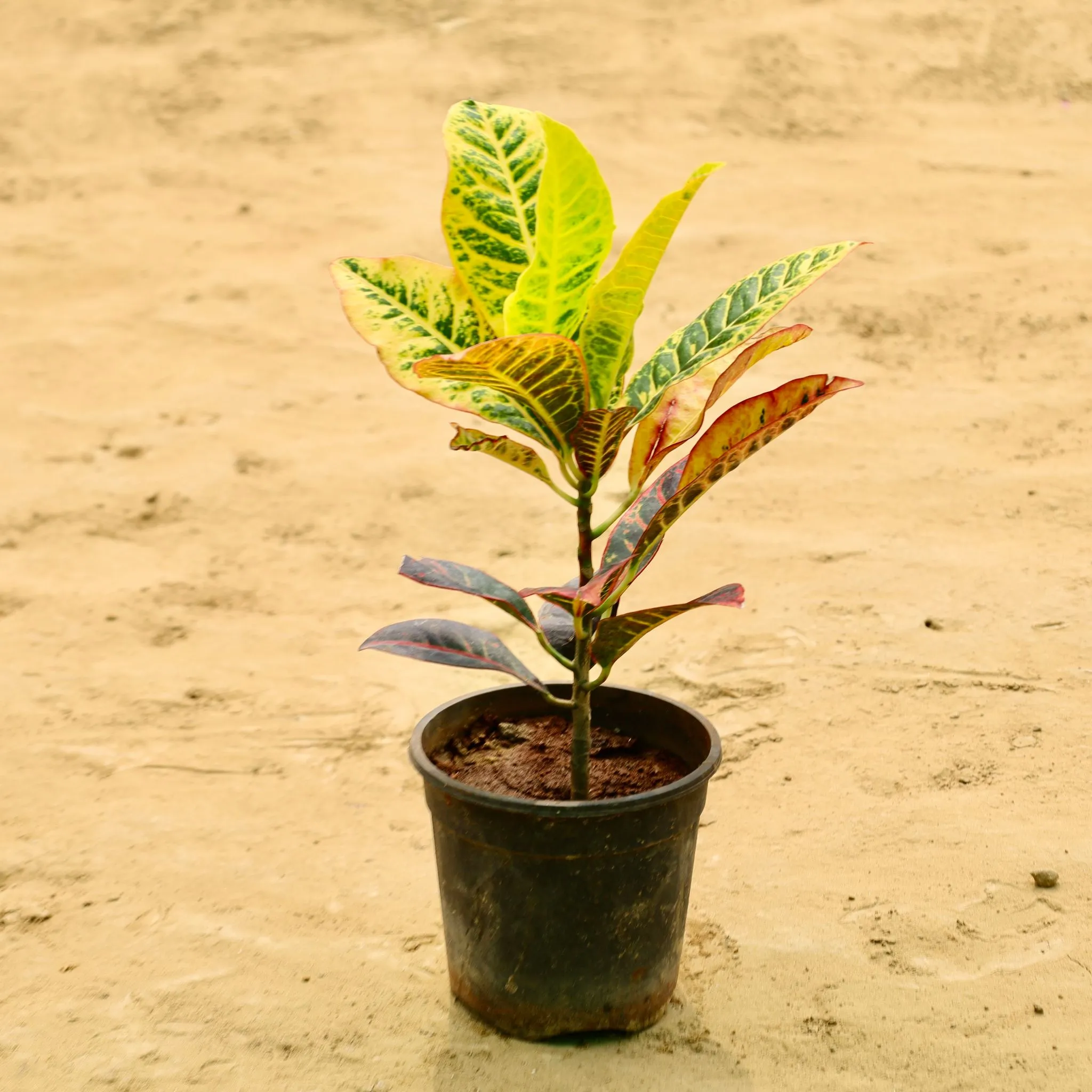 Croton Petra in 6 Inch Nursery Pot