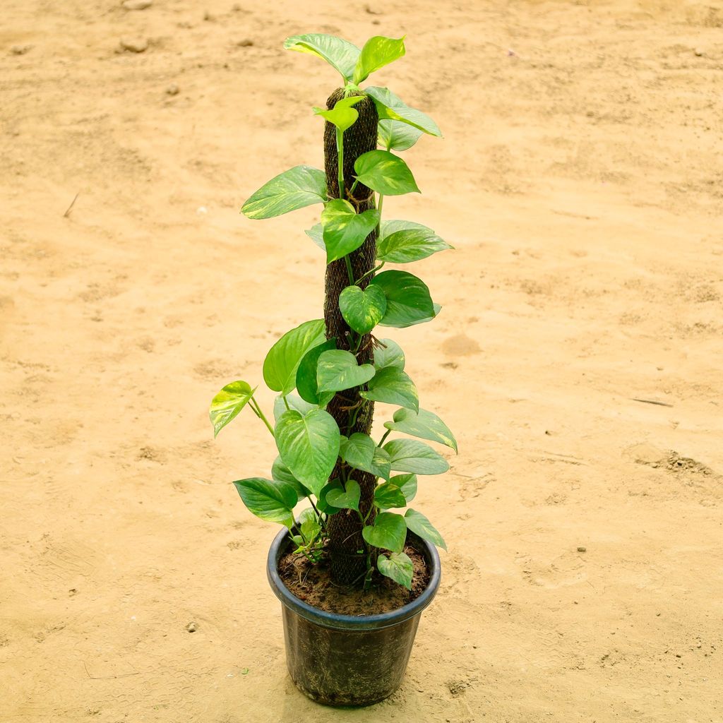 Money Plant 3Ft Mosstick in 10 Inch Nursery Pot