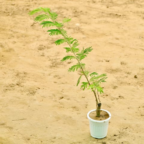 Holy Shami in 4 Inch Nursery Pot