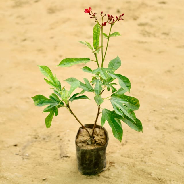 Jatropha in 4 Inch Nursery bag