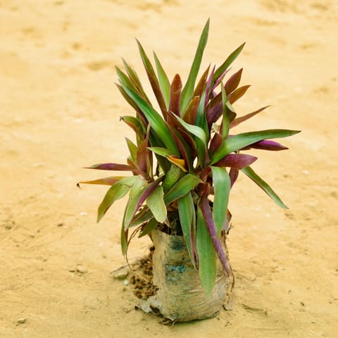 Rhoeo / Durangi in 4 Inch Nursery bag