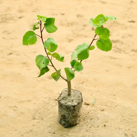 Hibiscus / Gudhal (any colour) in 4 Inch Nursery bag