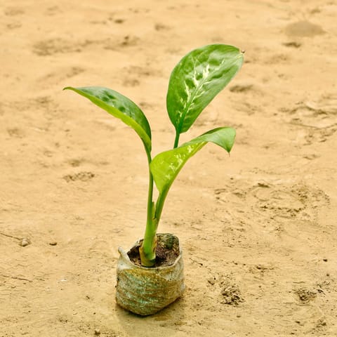 Dieffenbachia in 4 Inch Nursery bag
