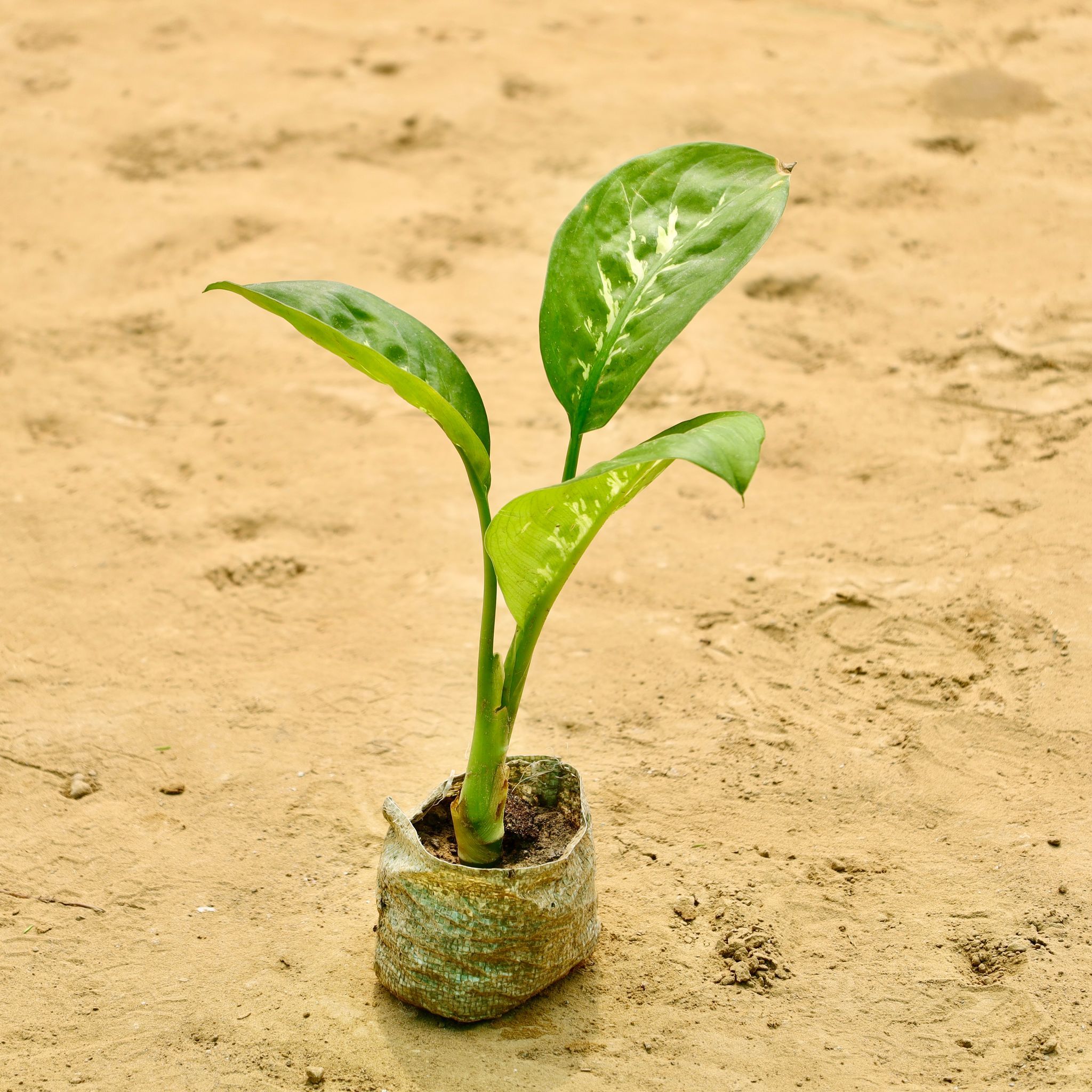 Dieffenbachia in 4 Inch Nursery bag