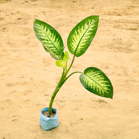 Dieffenbachia in 7 Inch Nursery Bag