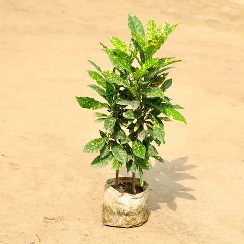 Baby Croton in 4 Inch Nursery bag