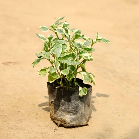 Alternanthera Variegated in 4 Inch Nursery bag