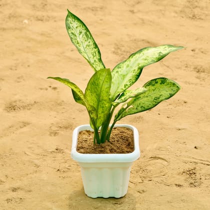 Buy Aglaonema Dove in 8 Inch White Heavy Square Plastic Pot Online | Urvann.com