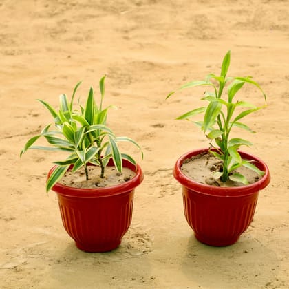 Buy Set of 2 - Lucky Bamboo, Song of India in 8 Inch Terracotta Red Olive Plastic Pot Online | Urvann.com